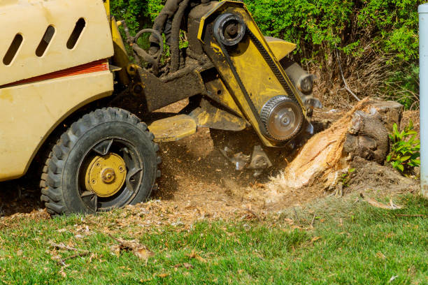Trusted Rio Hondo, TX Tree Services Experts