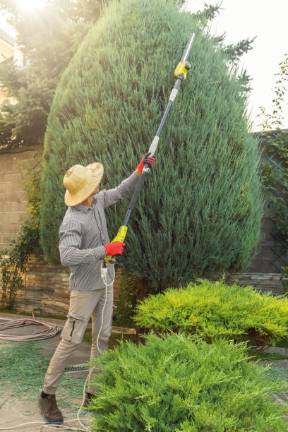 Best Lawn Watering Services  in Rio Hondo, TX